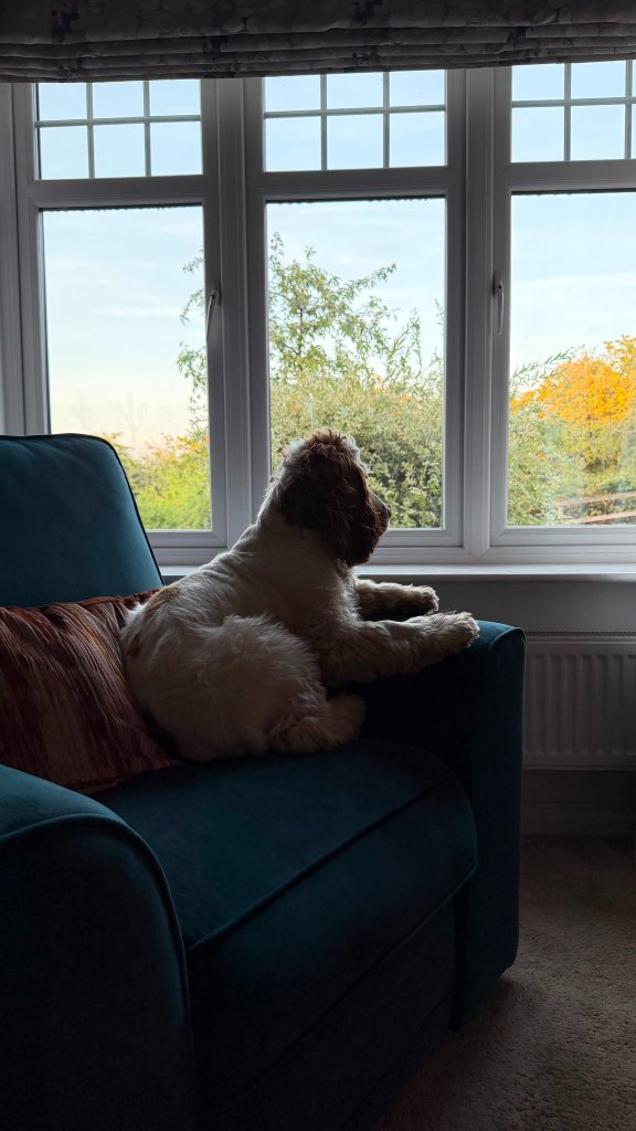 Baxter the cocker spaniel watching the birds and trees from the calm lounge window at House of Paws Retreat — a relaxed, home-from-home moment in the comfortable living room