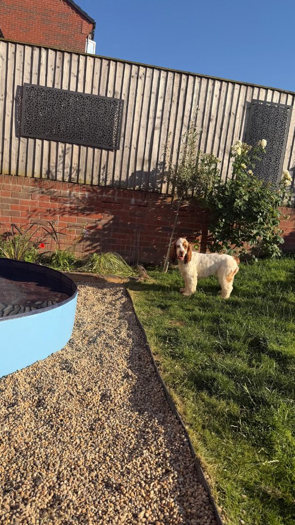 A spaniel standing on the lawn beside a light-blue foldable cooling pool in the secure garden at House of Paws Retreat — red brick wall, wooden fence with decorative metal privacy screens and a white rose bush under a sunny sky