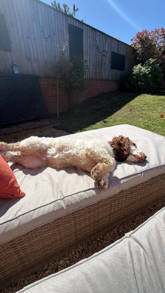 An English Springer spaniel lying contentedly on its back on a cream outdoor chaise lounge cushion in the secure garden at House of Paws Retreat — orange throw pillow, brick wall and gravel under a sunny sky