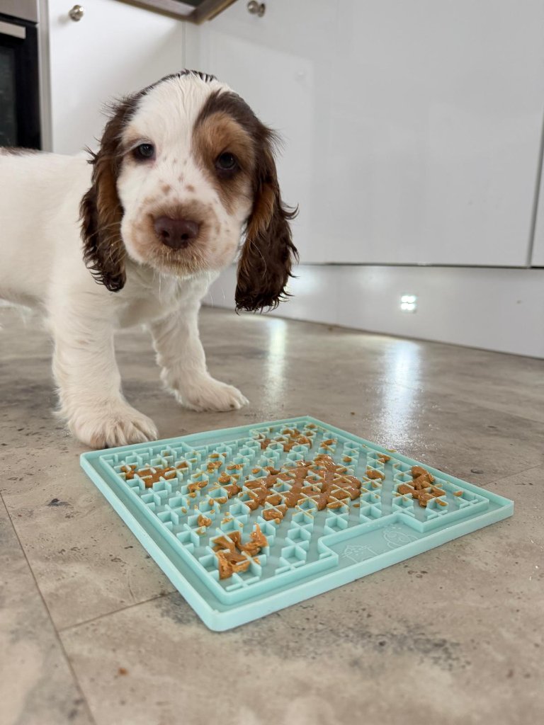 A spaniel puppy working a mint-green slow-feeder lick mat spread with peanut butter — gentle, focused lick-mat enrichment at House of Paws Retreat