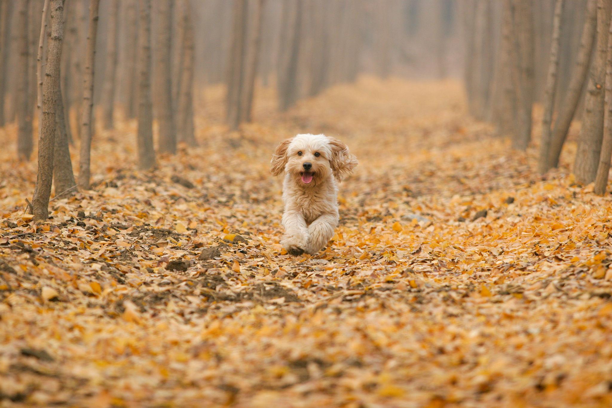 A small fluffy dog running through fallen autumn leaves in a woodland