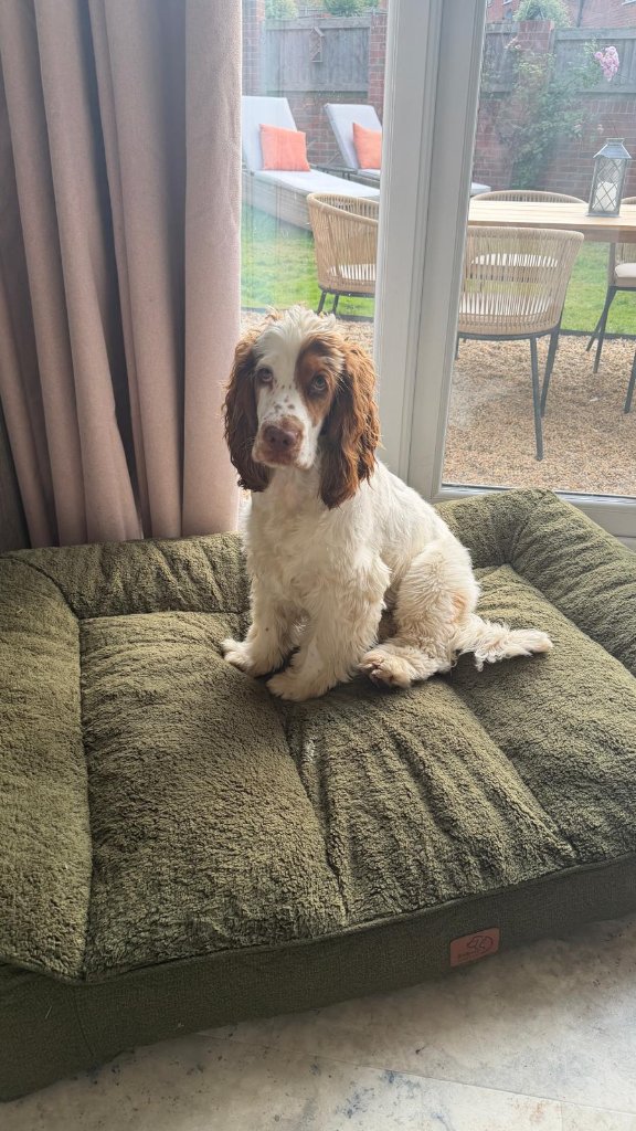A relaxed brown and white spaniel resting on a plush moss-green dog bed in front of the glass doors out to the garden patio at House of Paws Retreat — a calm, home-from-home moment in the living room