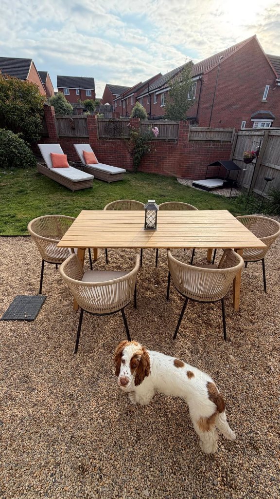 A spaniel on the gravel patio of the secure garden at House of Paws Retreat — a wooden dining set with rope-back chairs and a lantern, orange-cushioned lounges, a small pet shelter, brick wall and wooden fencing beyond