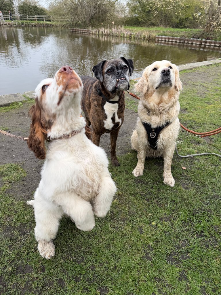 Two House of Paws guest dogs enjoying a relaxed canal-side walk near Chesterfield, Derbyshire