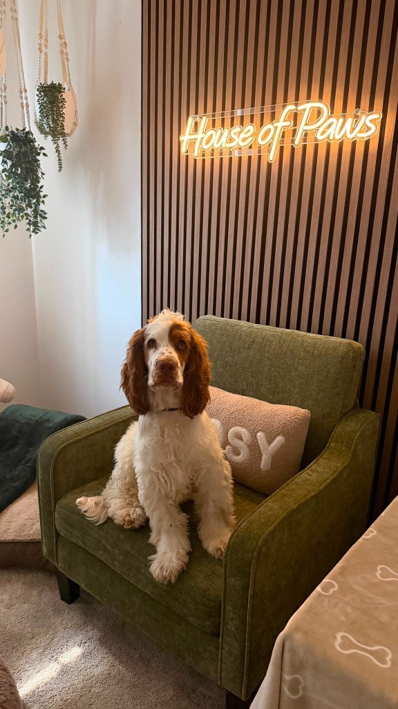 A relaxed cocker spaniel settling on the moss-green armchair in the Retreat Room at House of Paws Retreat — COSY cushion, House of Paws neon glow and trailing plants