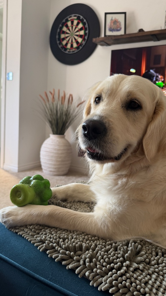 Golden retriever enjoying quiet enrichment rest on a soft rug after a calm home boarding day in Derbyshire
