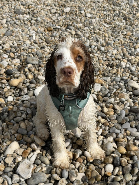 Baxter the cocker spaniel running happily on a local Derbyshire countryside walk and beach day