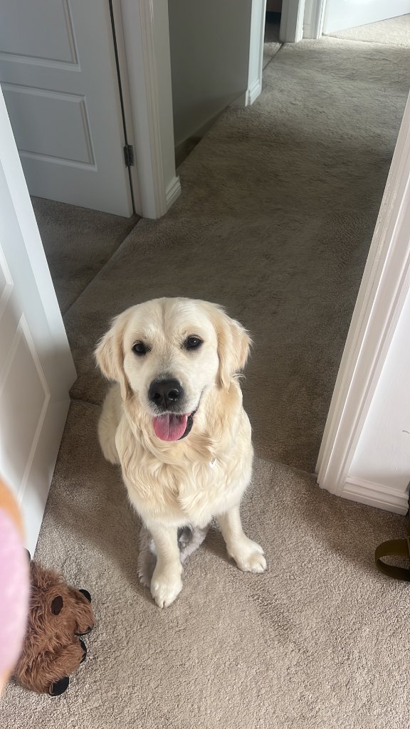 Baxter and a guest golden retriever together — a daily holiday update moment from a dog day care stay