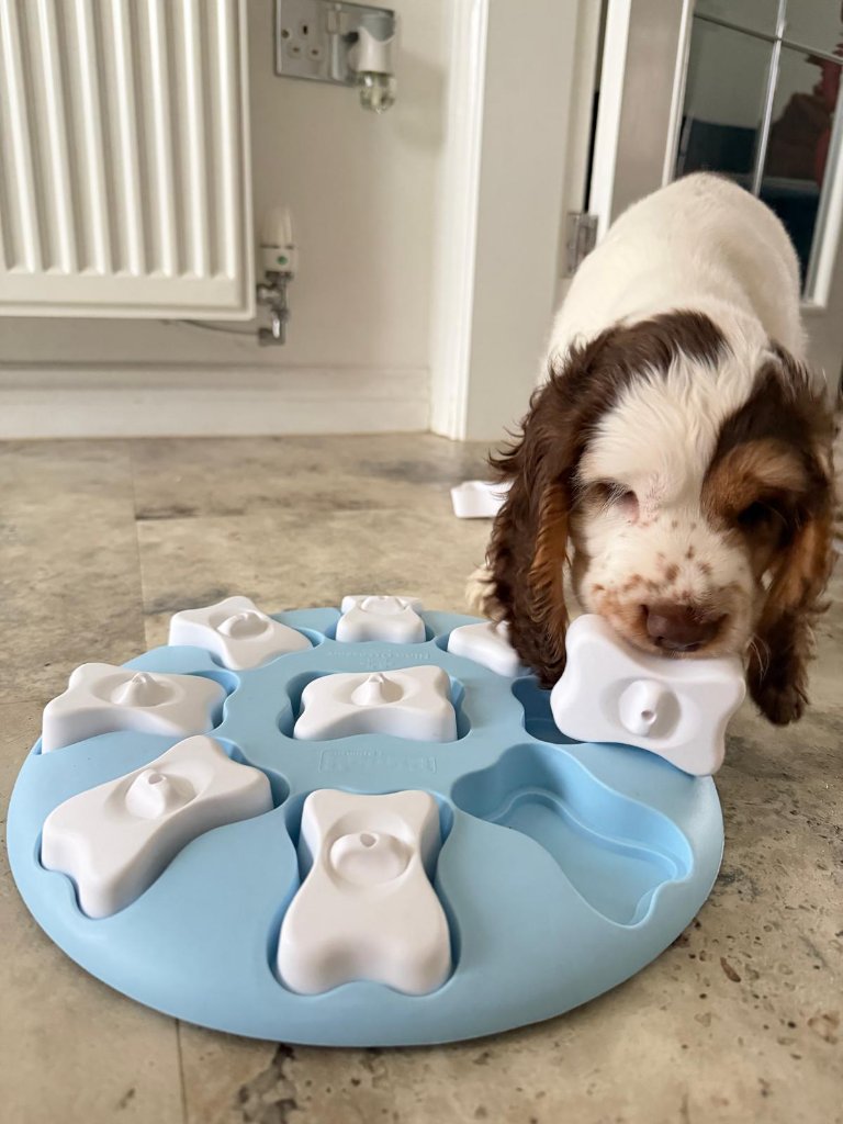 A spaniel puppy solving a pale-blue bone puzzle feeder — slow-paced problem-solving enrichment at House of Paws Retreat