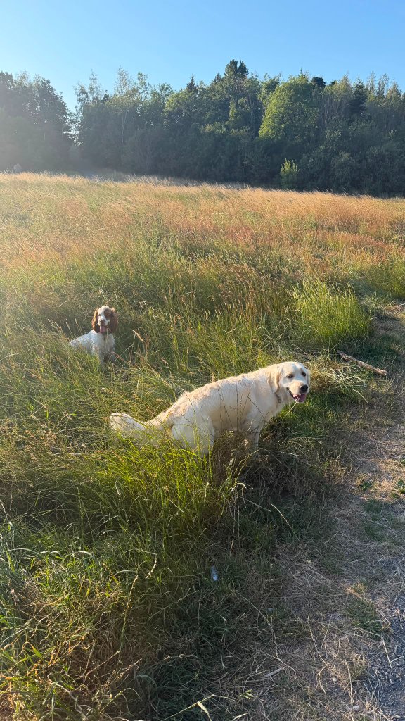 Two House of Paws guest dogs — a cocker spaniel and a golden retriever — together in a sunlit golden meadow on a late-afternoon countryside walk near Chesterfield, Derbyshire