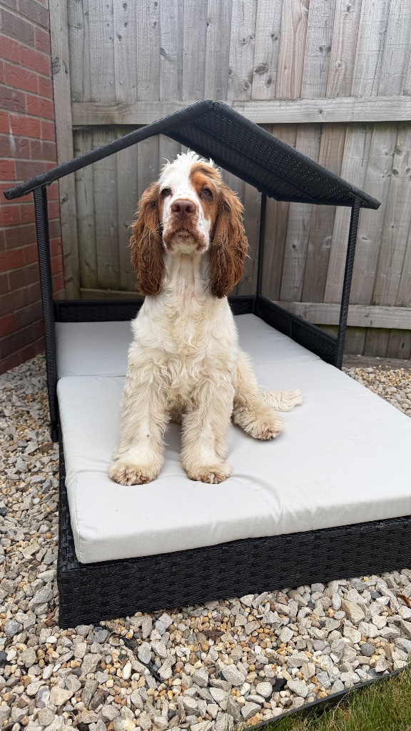 Spaniel resting inside a wooden pet house in the secure enclosed garden at House of Paws Retreat, Chesterfield