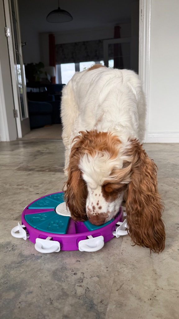 Spaniel working a puzzle toy inside the lounge during enrichment time at House of Paws Retreat
