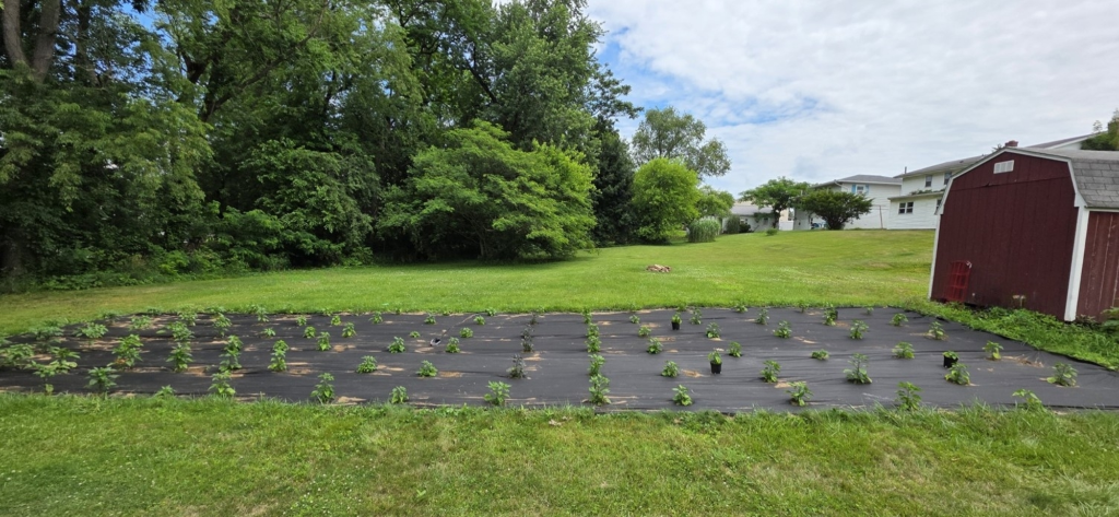 Pepper garden with young seedlings
