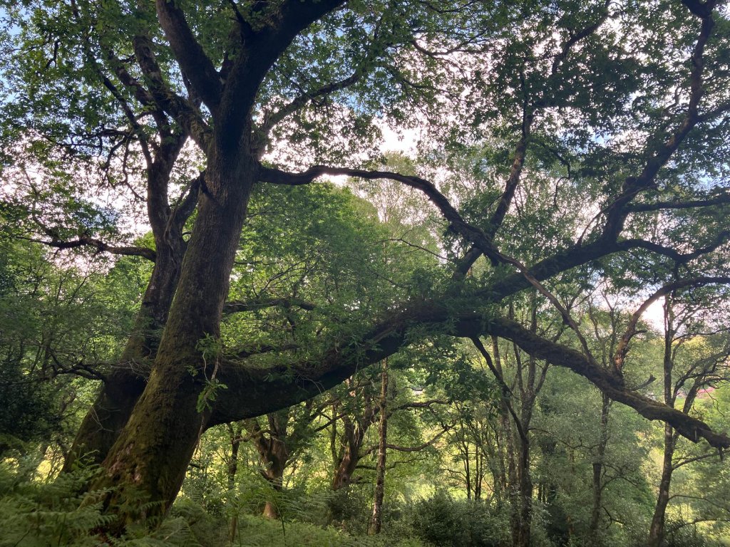 Ancient oak tree in Wicklow woodland