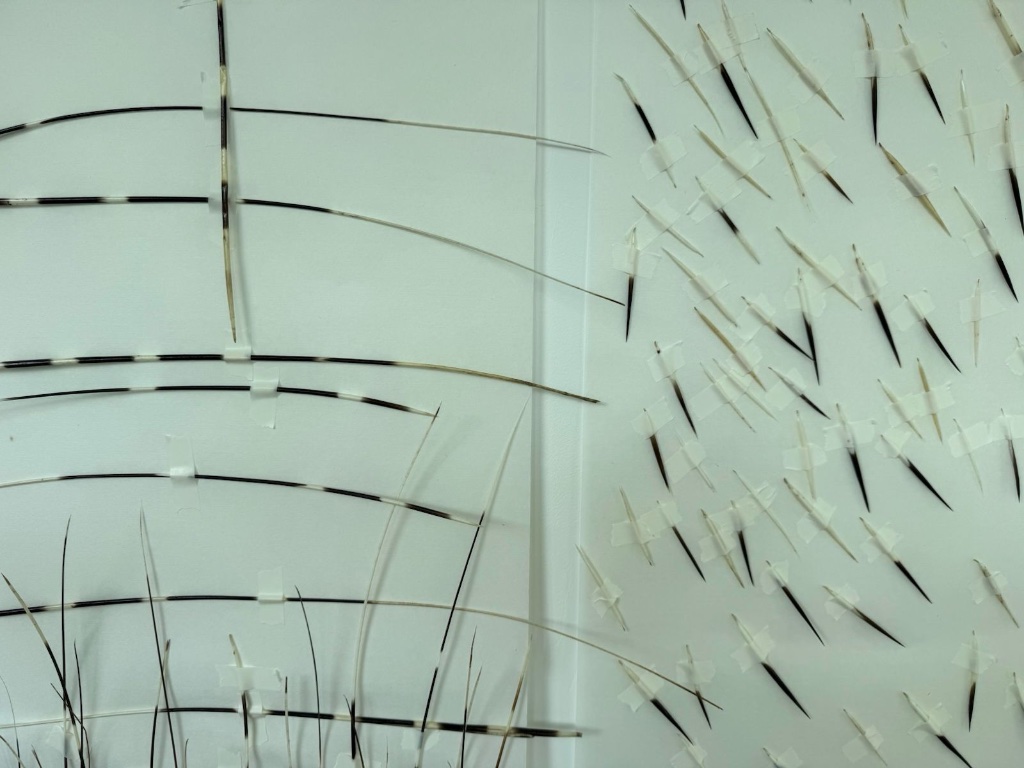 Porcupine quills on white panels — linear grid and scattered arrangement | קוצי דורבן על לוחות לבנים — סידור קווי ופיזור אקראי