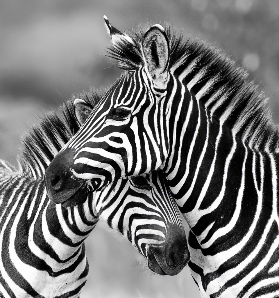 Monochrome Bond