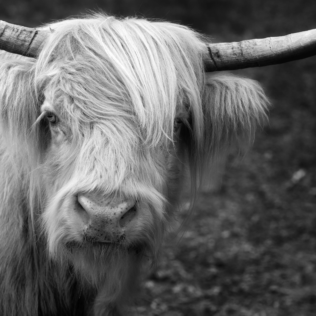 Horns and Hair