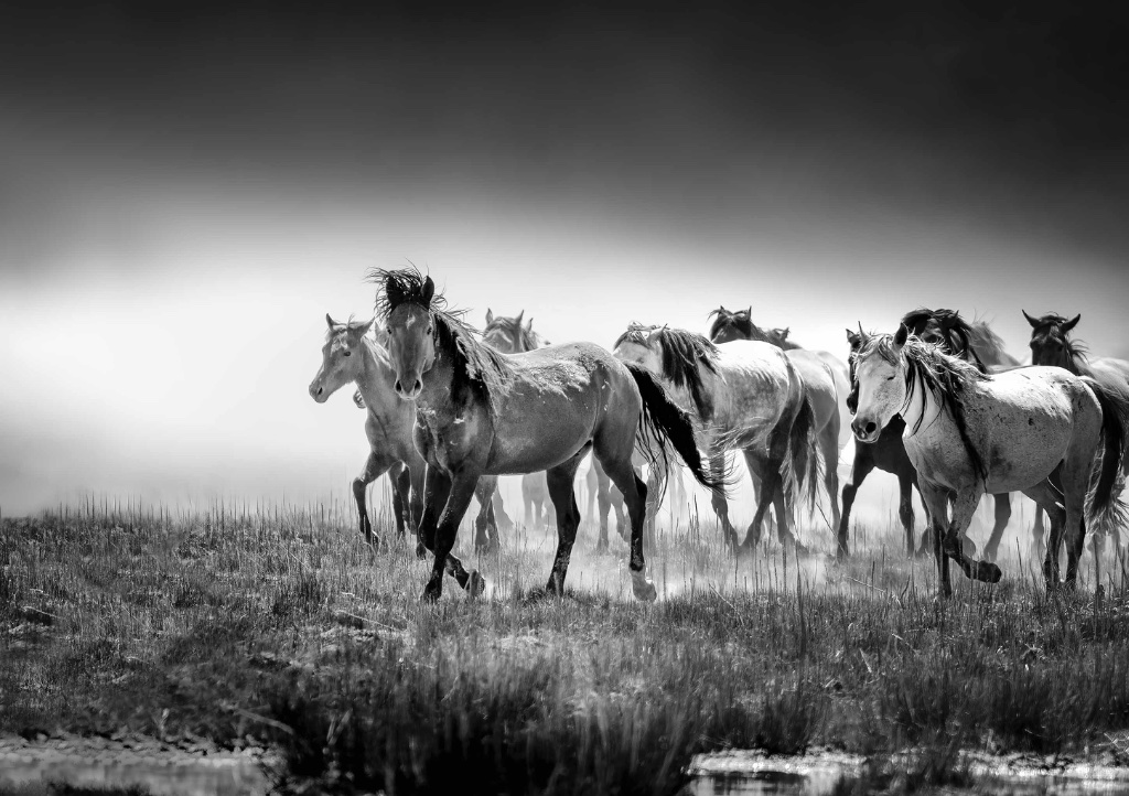 Untamed Resolve