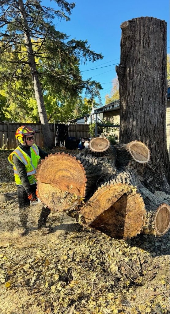 Crew Sectioning a Large Oak — Professional Results