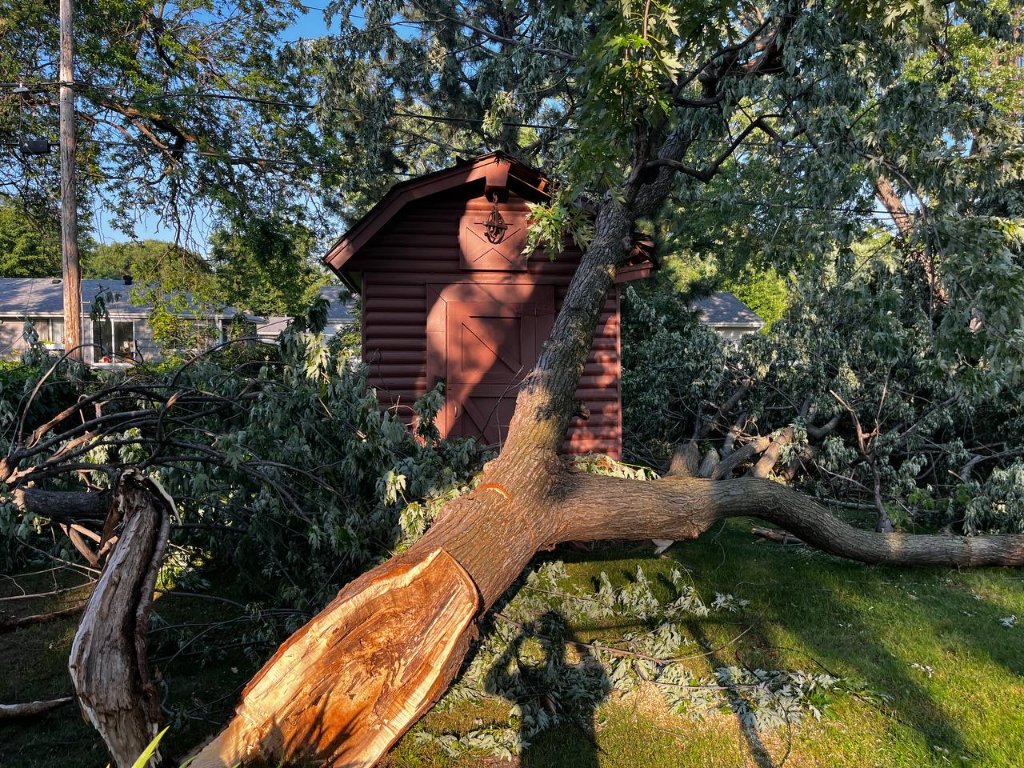 Storm Damage — Tree Down on Shed