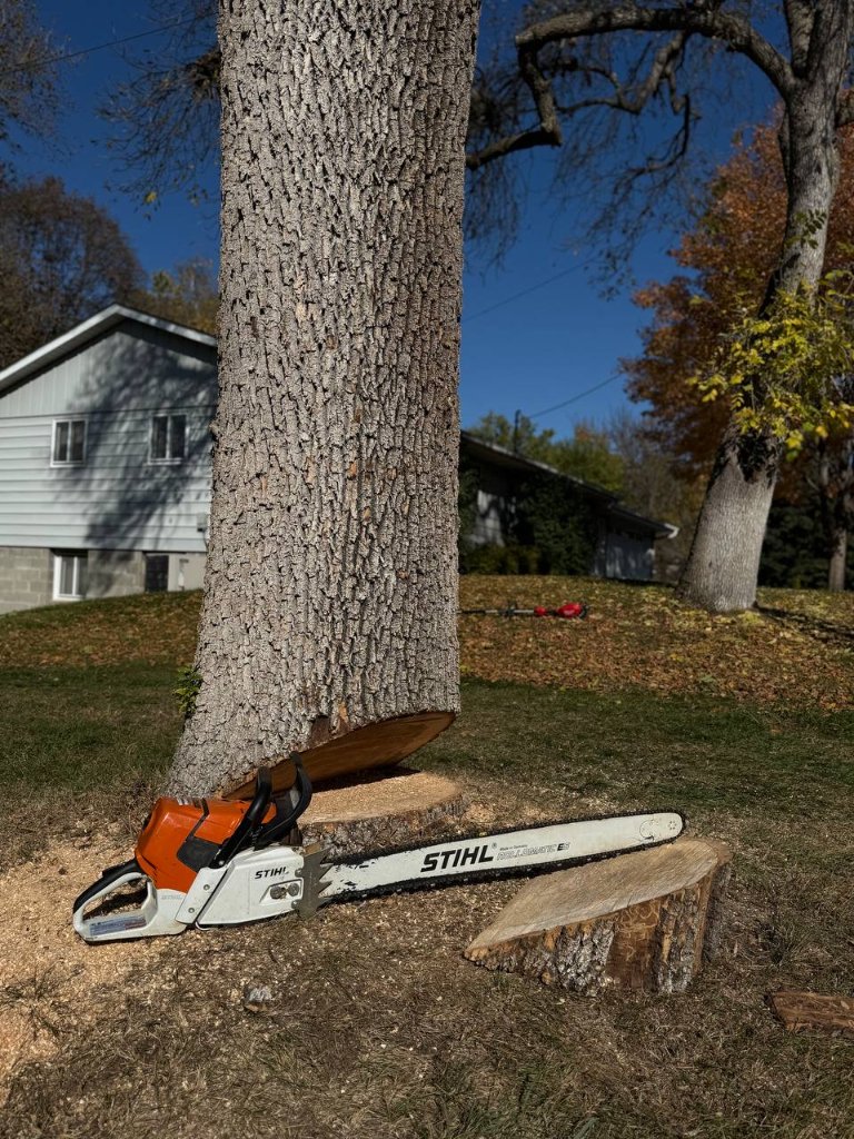 STIHL Chainsaw — Tree Removal in Progress