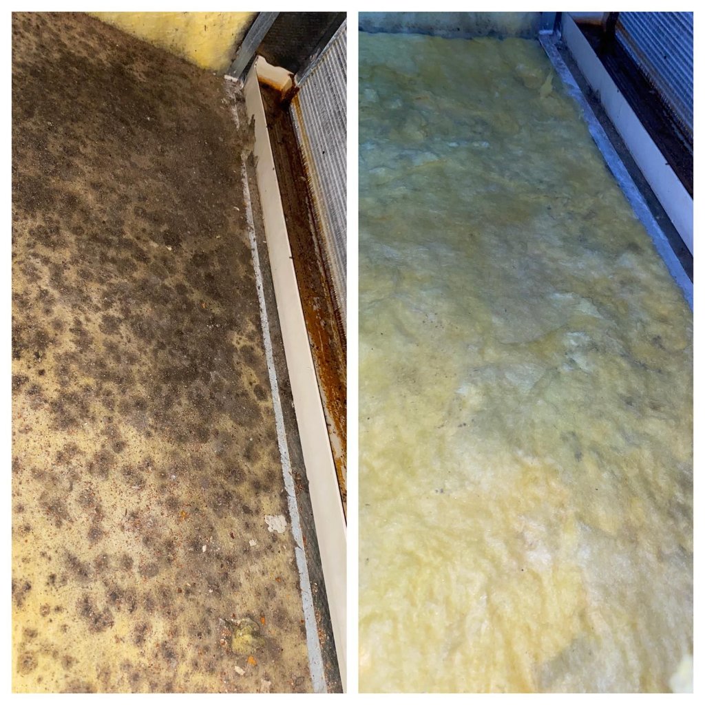 Mold Remediation — Before & After