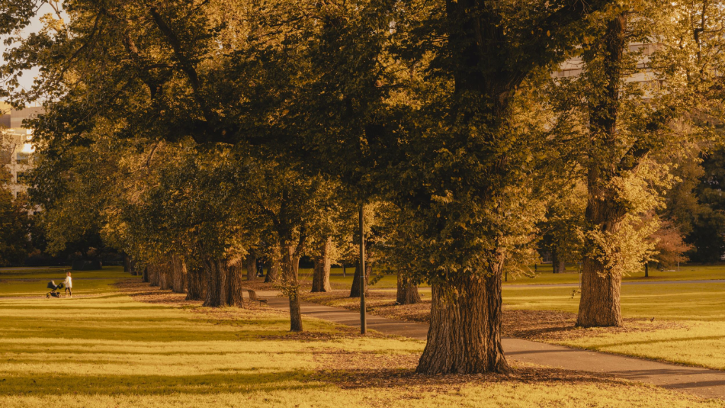 Tree Walk