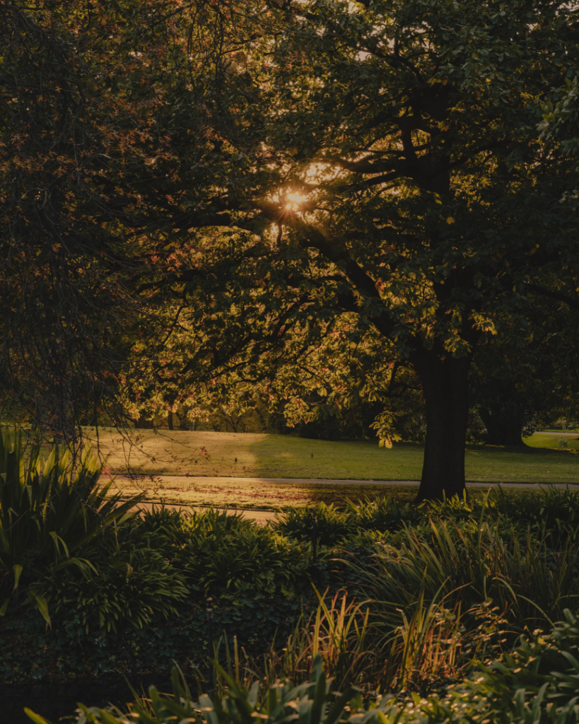 Botanic Morning