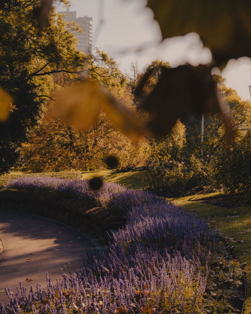 Lavender Path