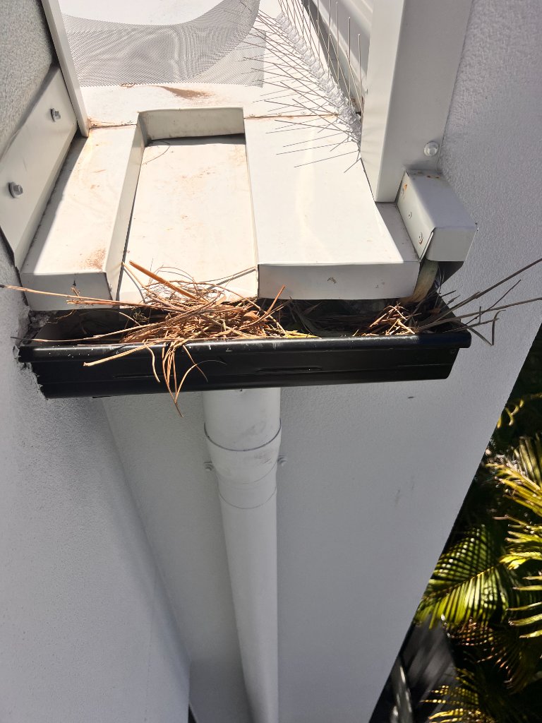 Before — bird nest built up in gutter behind existing spikes