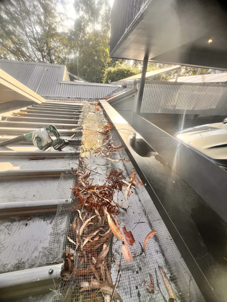 How to Rodent-Proof Your Roof: A Guide for South Coast Homeowners