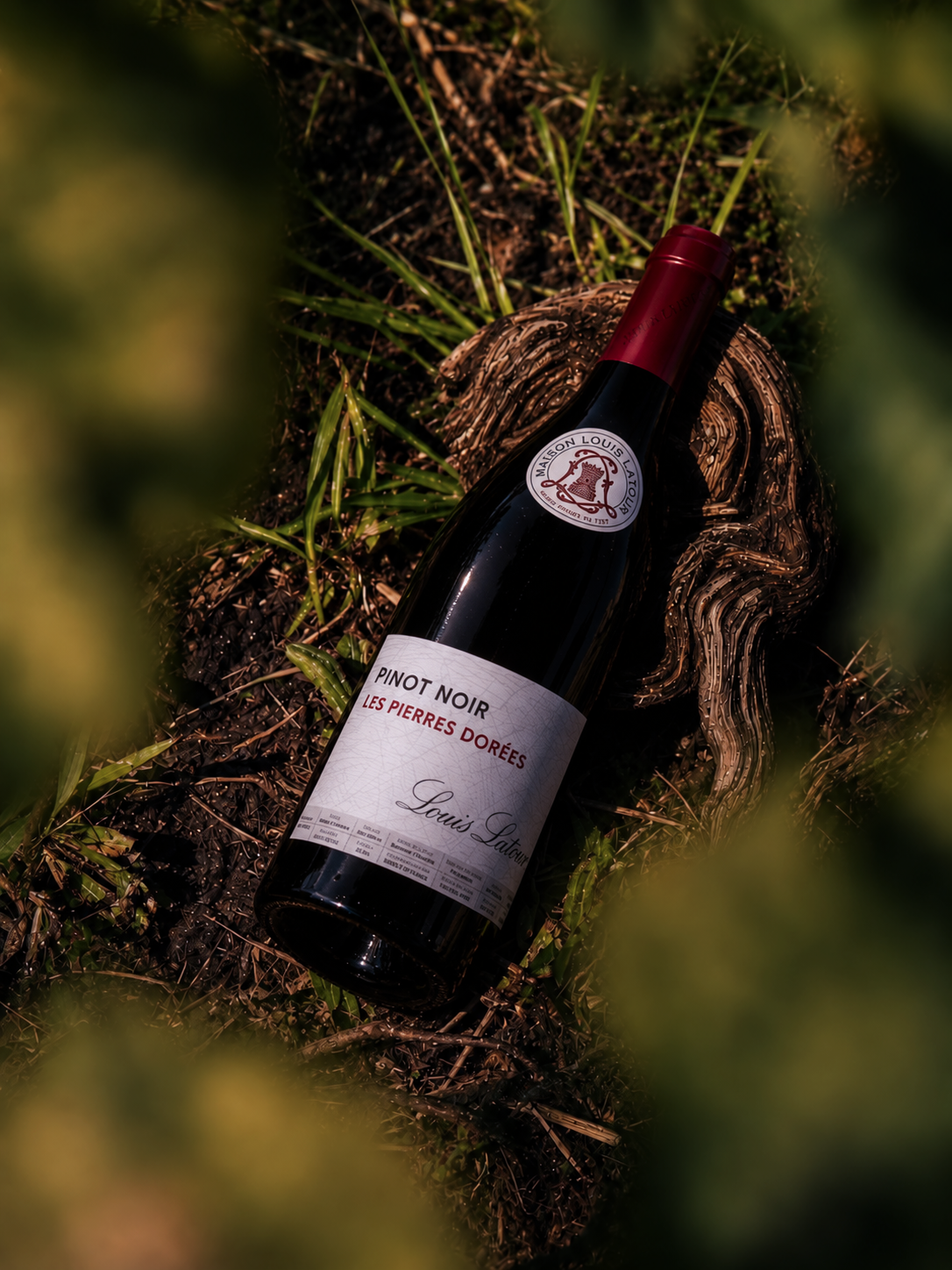 Maison Louis Latour Pinot Noir Les Pierres Dorées bottle resting on dark soil among vine roots
