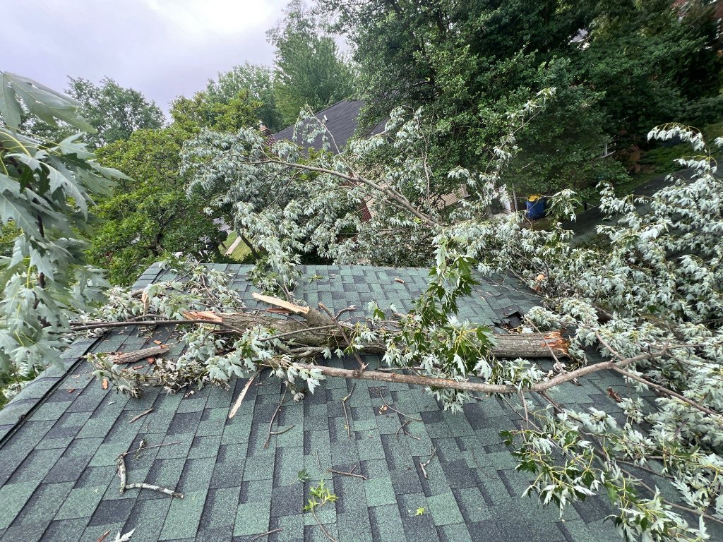 Fallen tree on roof