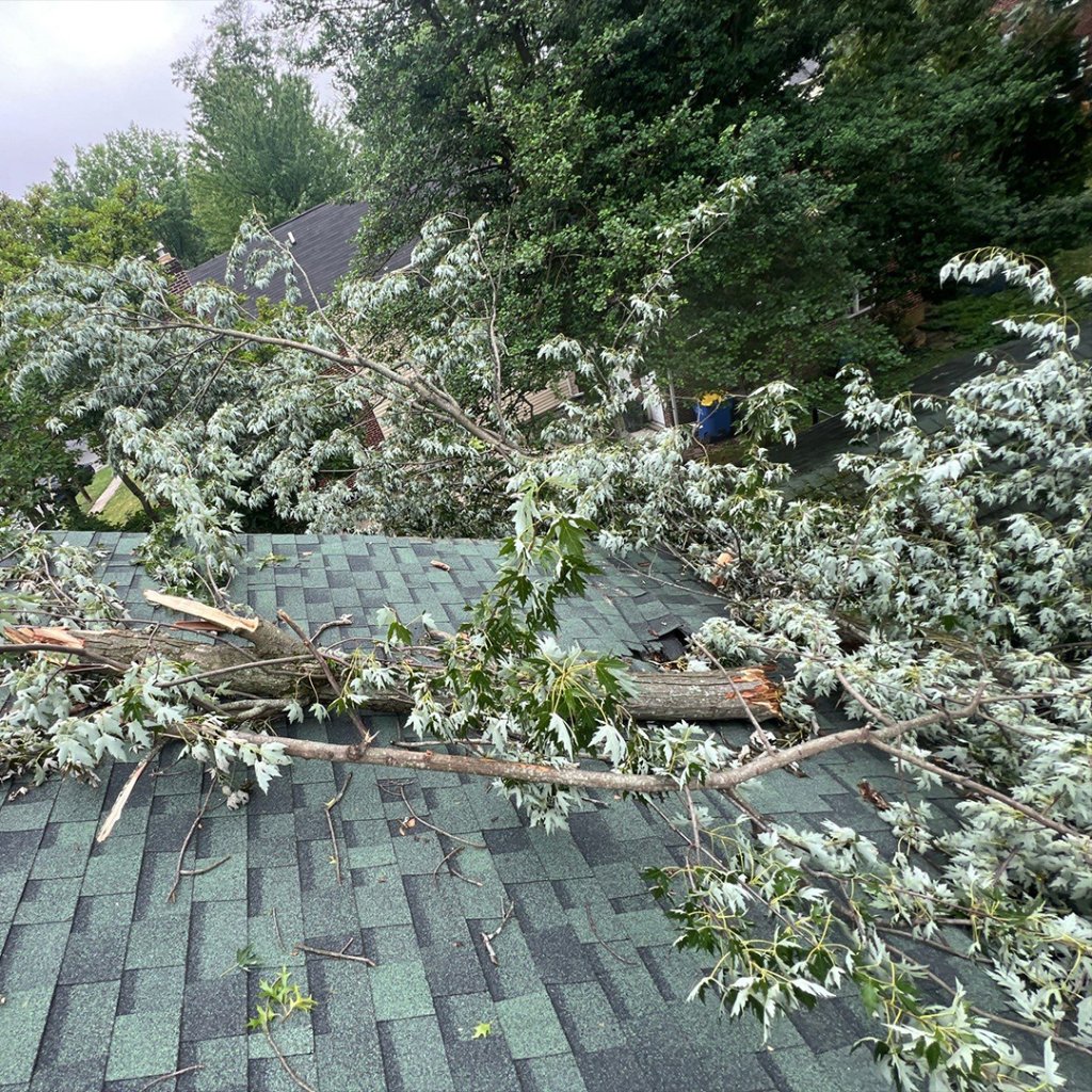 Tree branches on shingle roof