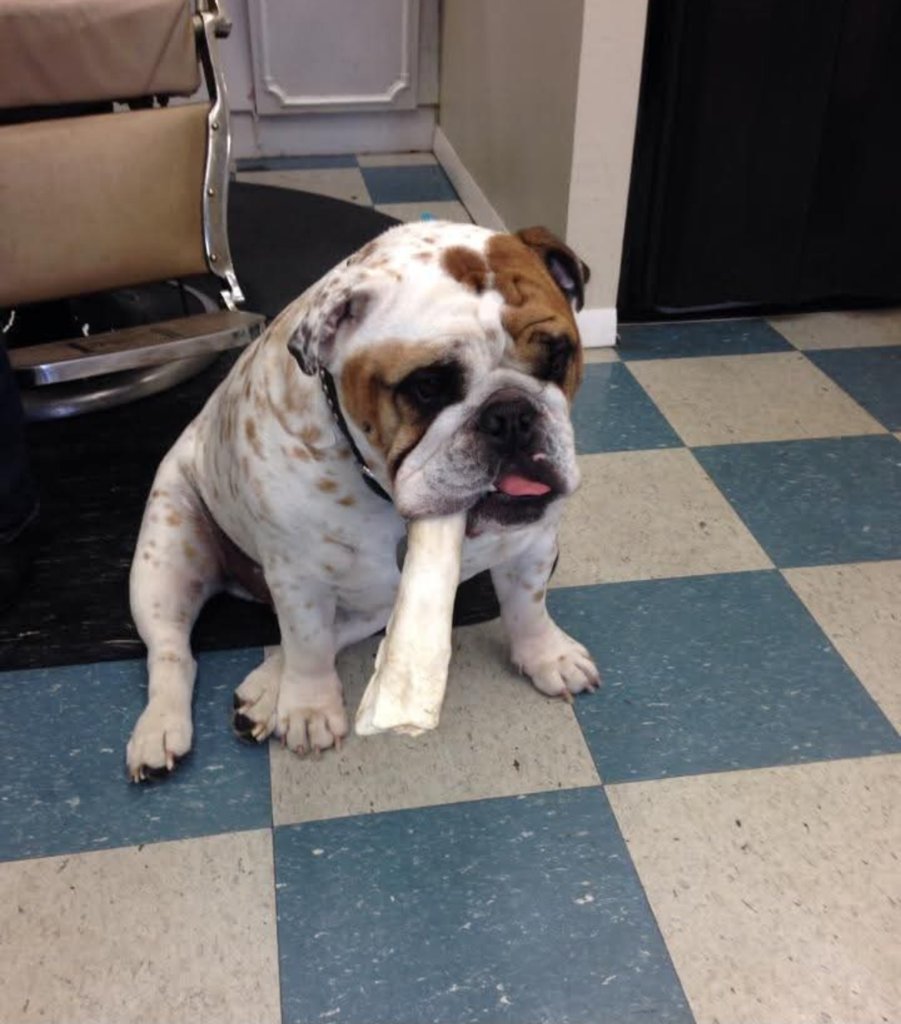 Duke, Sandy's beloved English Bulldog and the shop's first canine companion