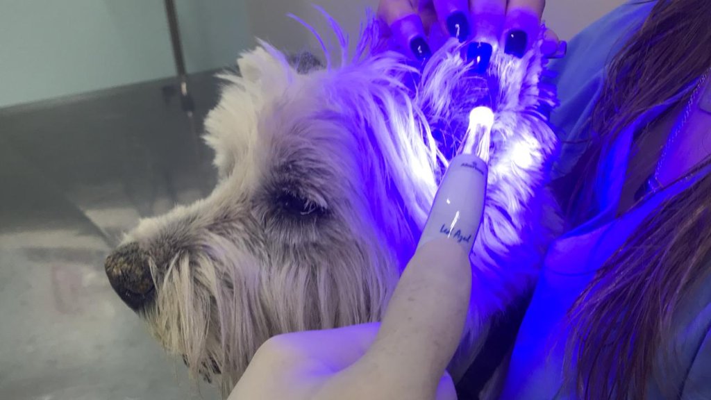 Laseracupuntura em pequenos animais