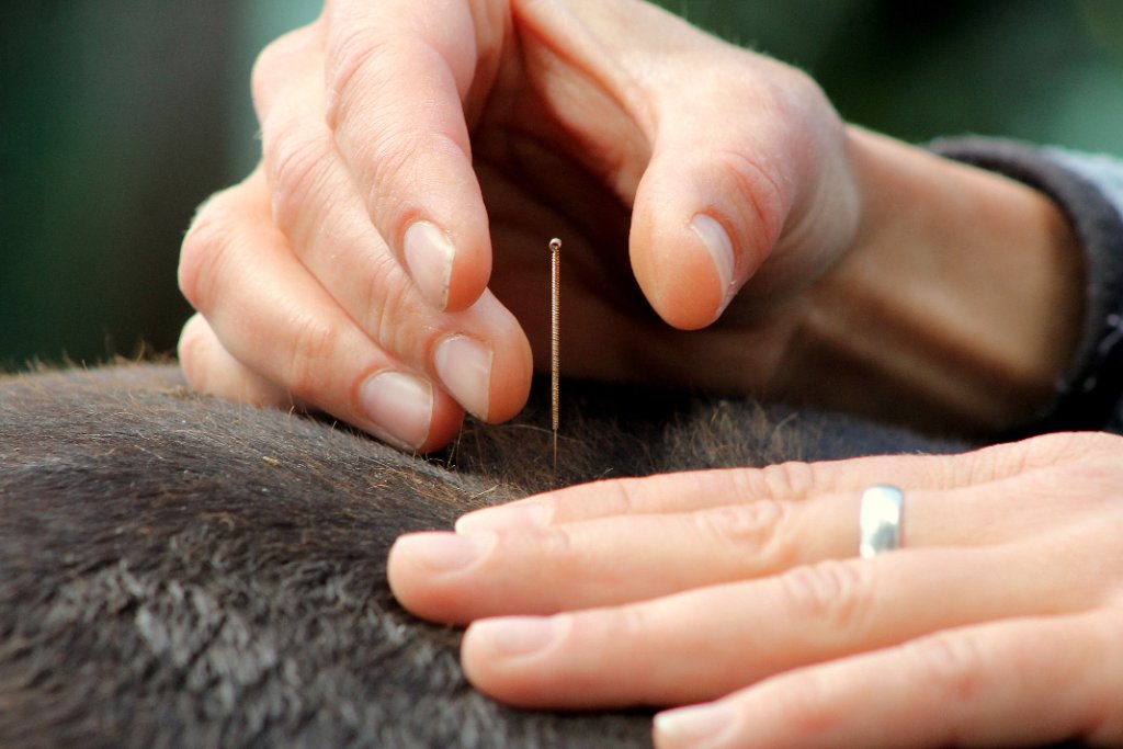 Acupuntura veterinária — agulha sendo inserida