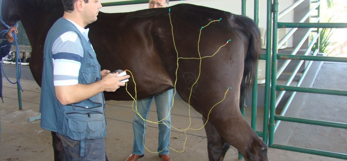 Eletroacupuntura em equino — protocolo clínico