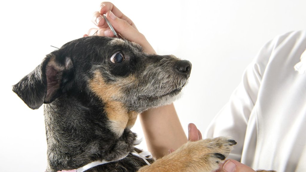 Cão recebendo acupuntura veterinária