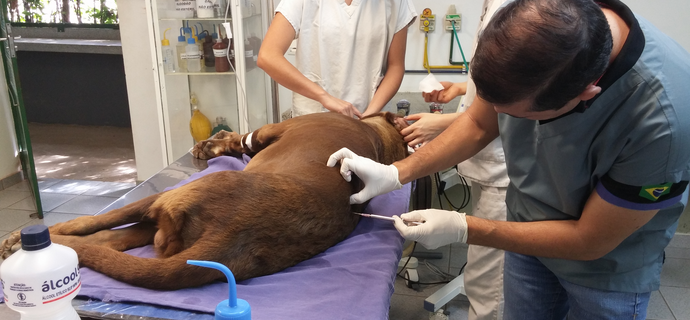 Procedimento de implante de ouro em cão