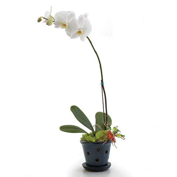 Opulent Orchids - Single