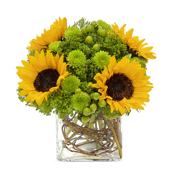 Sunflower Surprise