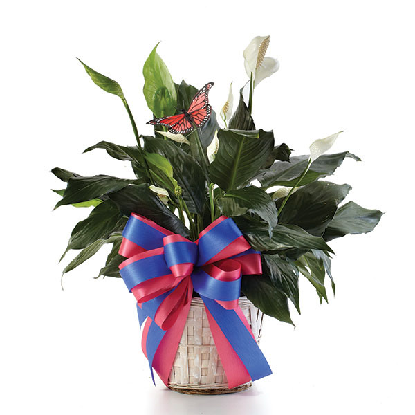 Peace Lily