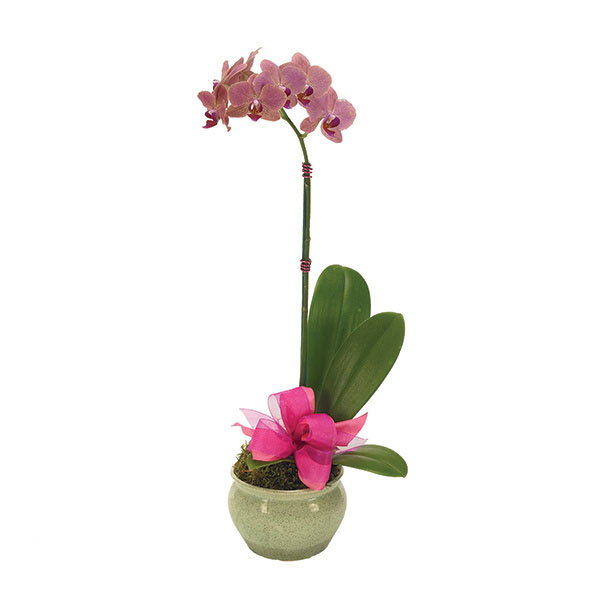 Opulent Orchid