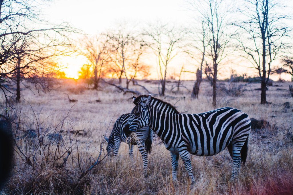 A private guided day tour with One Day Africa