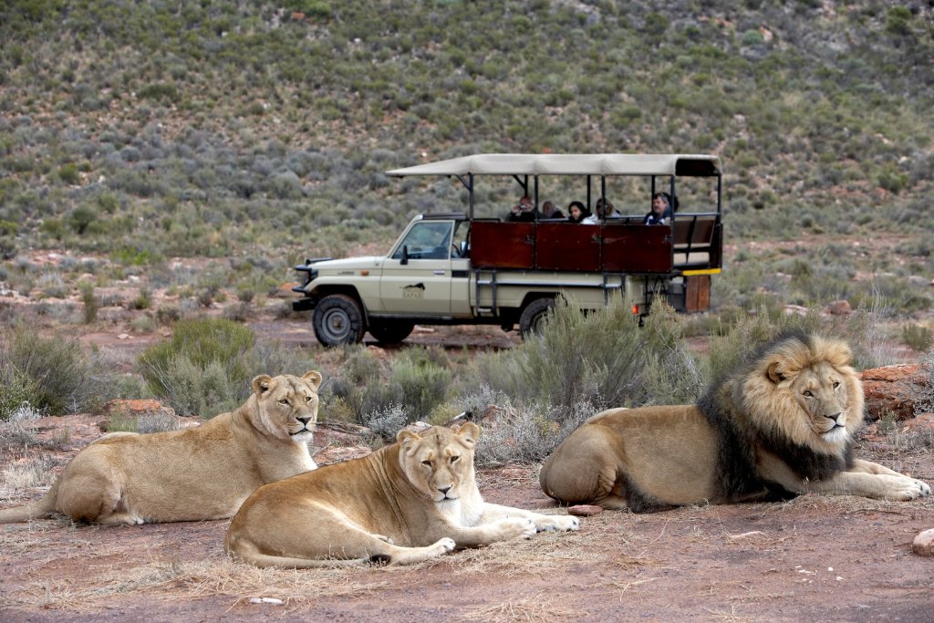 Full-Day Aquila Private Game Reserve Safari — private guided Cape Town day tour with One Day Africa