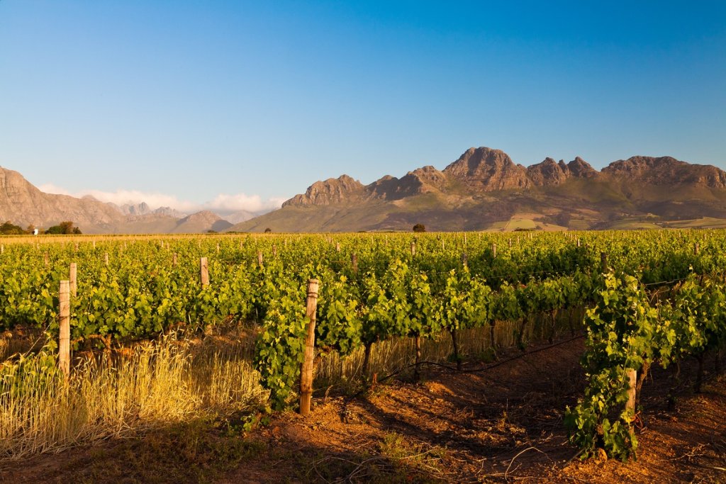 Half-Day Stellenbosch Winelands Tour — private guided Cape Town day tour with One Day Africa