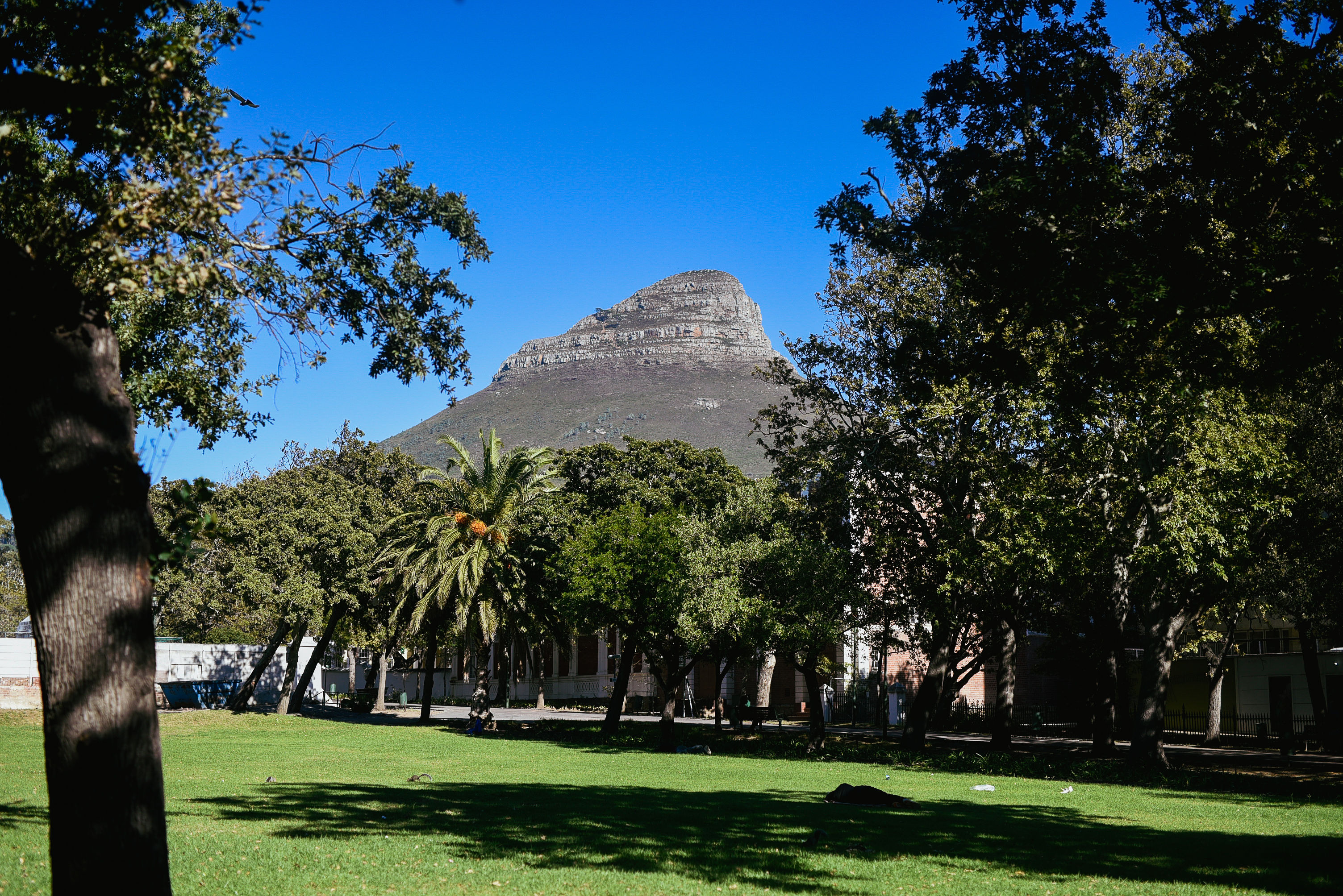 Lion's Head seen from the lawns of the Company's Garden in Cape Town