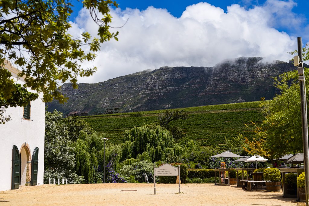 Constantia Wine Valley Half Day Tour & Tastings — CAPE TOWN guided tour — photo 5