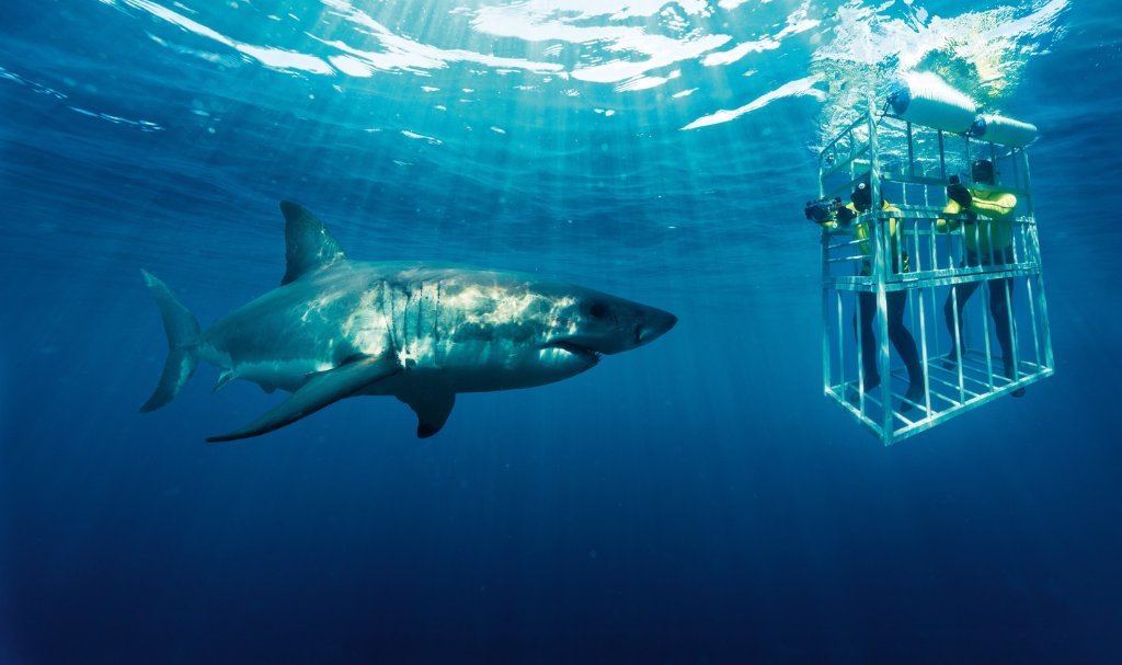 Full-Day Great White Shark Cage Diving — private guided Cape Town day tour with One Day Africa